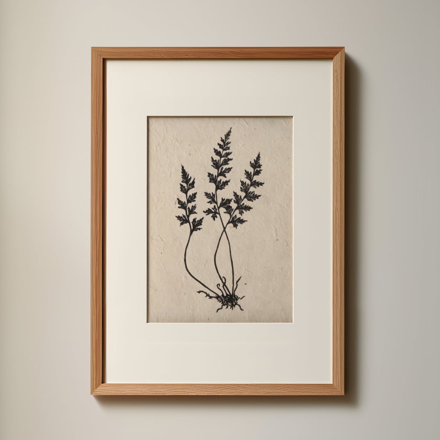 Fern III (Mountain Spleenwort)