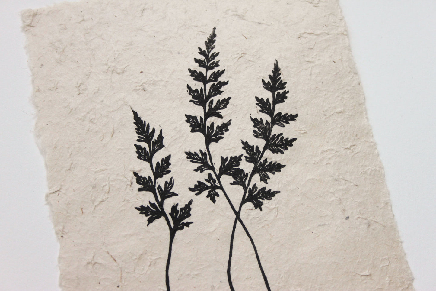 Fern III (Mountain Spleenwort)