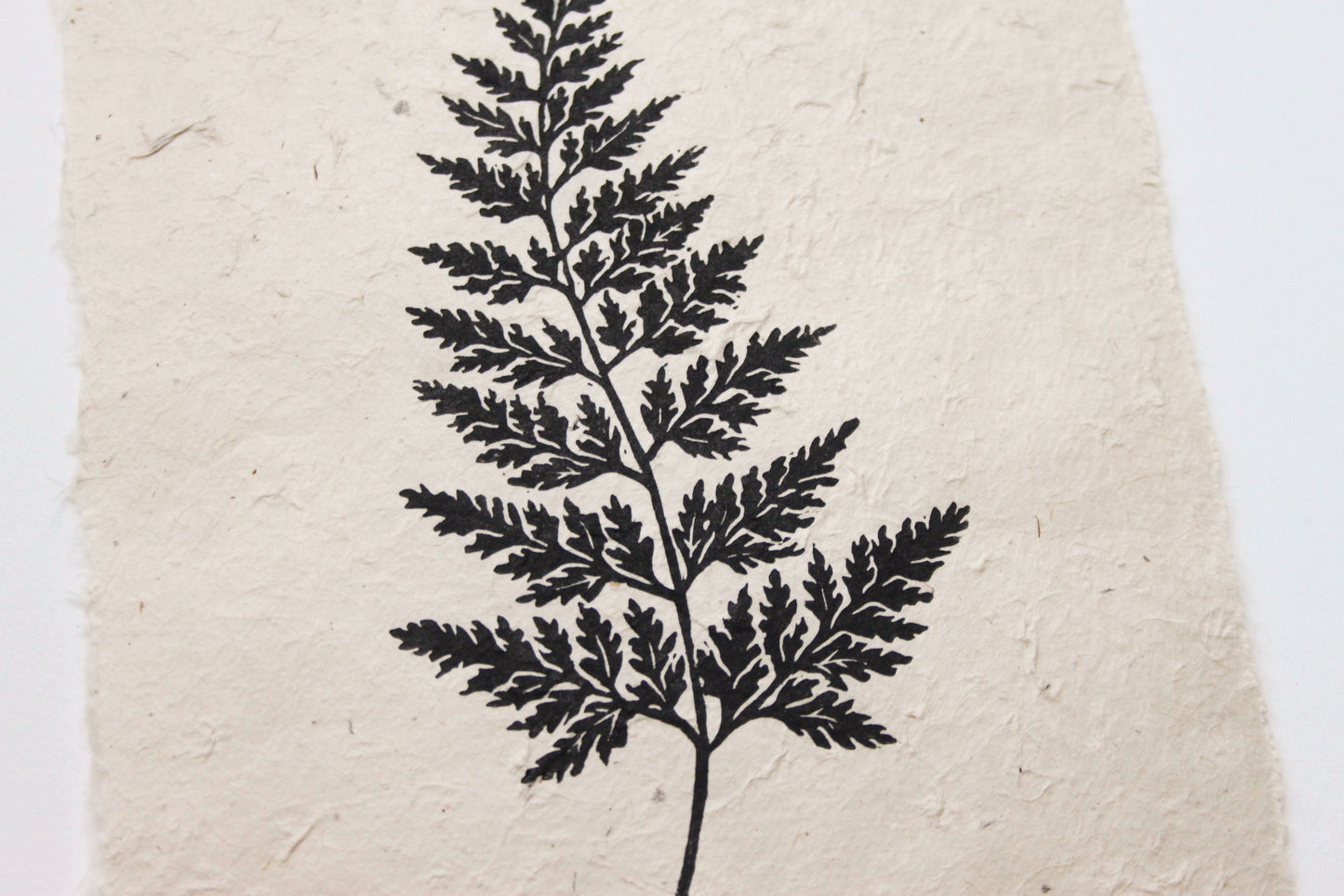 Fern I (Black Spleenwort)
