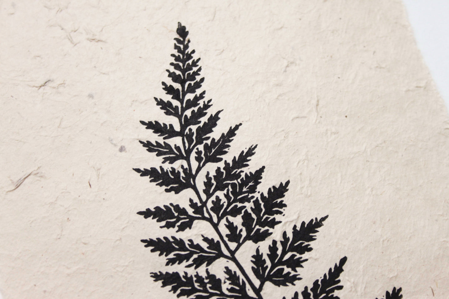 Fern I (Black Spleenwort)