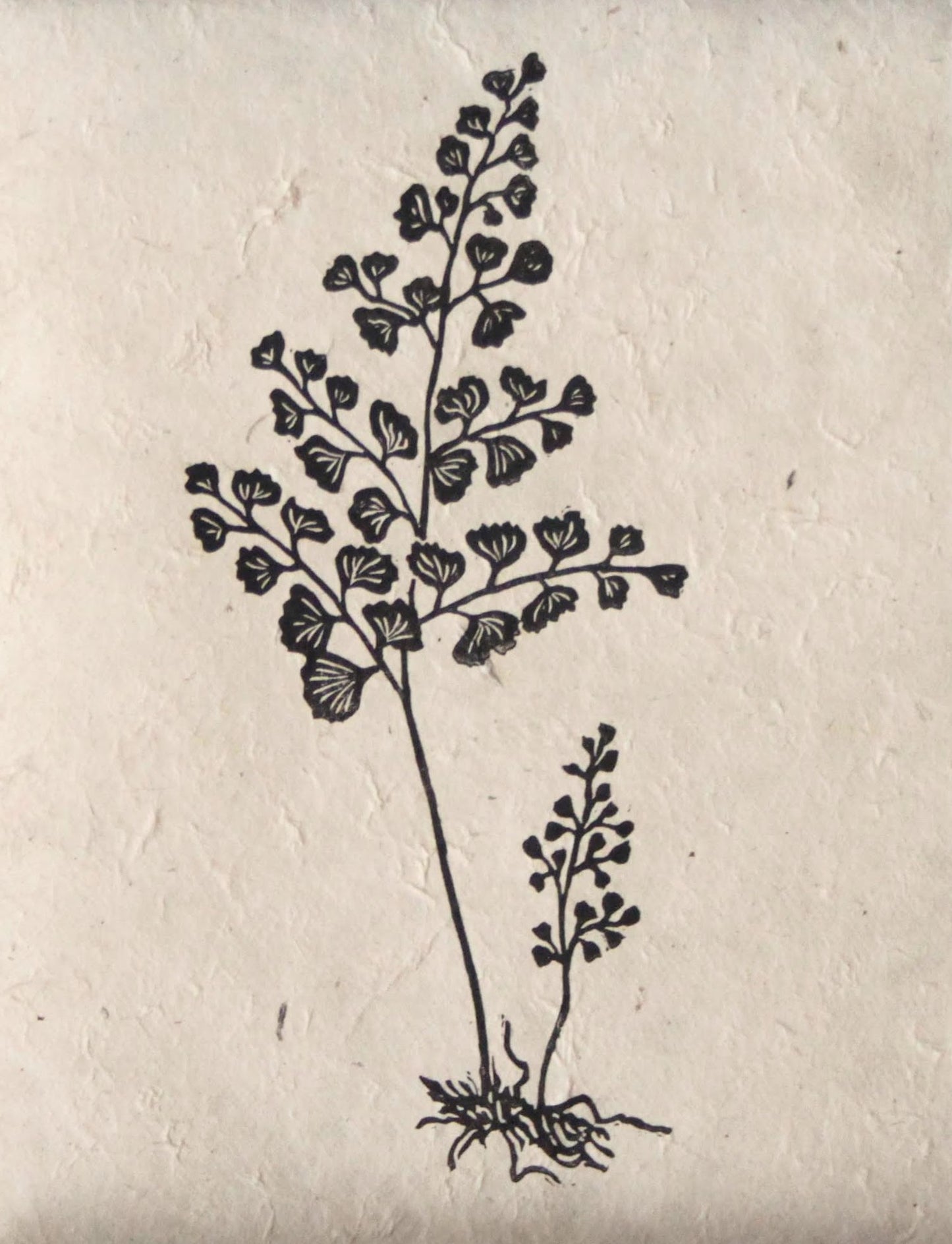 Fern II (Maidenhair)