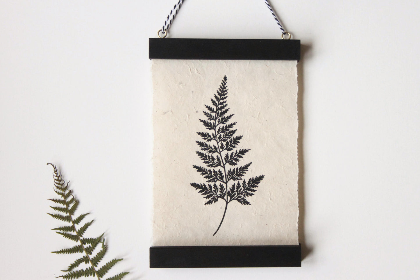 Fern I (Black Spleenwort)