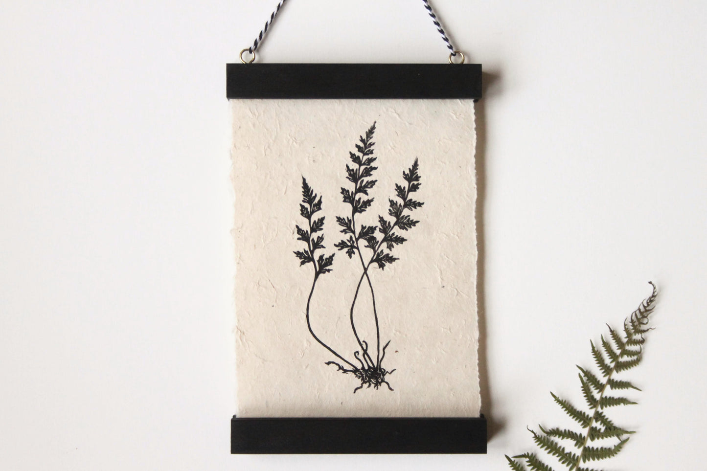 Fern III (Mountain Spleenwort)