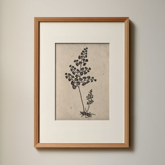 Fern II (Maidenhair)