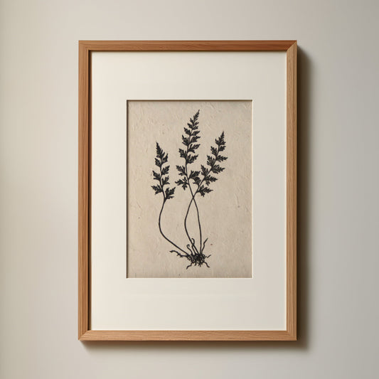 Fern III (Mountain Spleenwort)